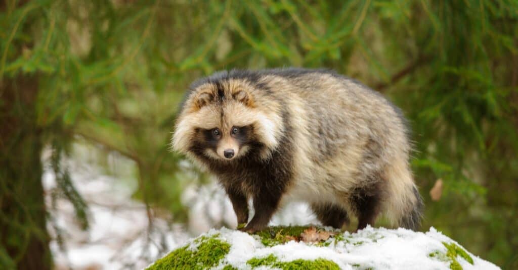 raccoon dog on snowy hill