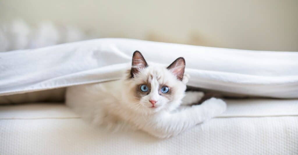 ragdoll kitten playing under the covers
