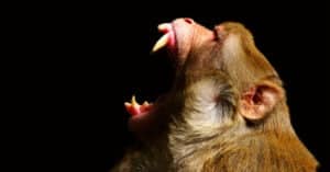 Do Monkeys Eat Meat? Picture