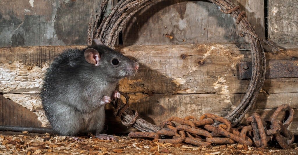 rat sitting beside rope and chain