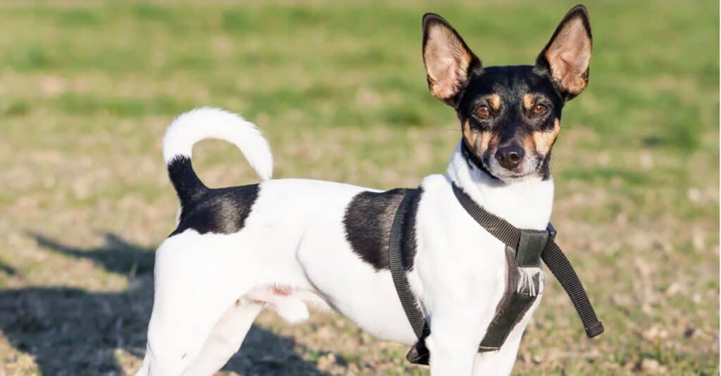rat terrier outside with harness on