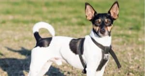 Rat Terrier Lifespan: Average Life Expectancy and More! Picture