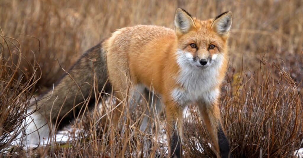 red fox wandering in field
