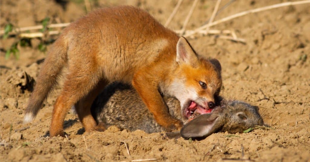 Fox Teeth - Red Fox Eating