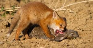 Are Foxes Carnivores Or Omnivores? Picture