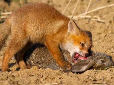 A Are Foxes Carnivores Or Omnivores?