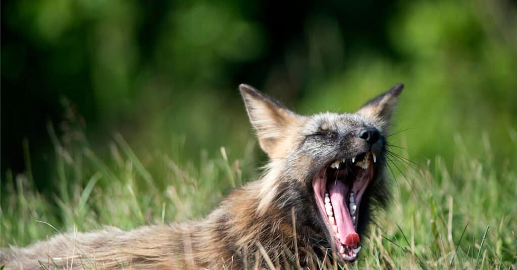 fox teeth - red fox