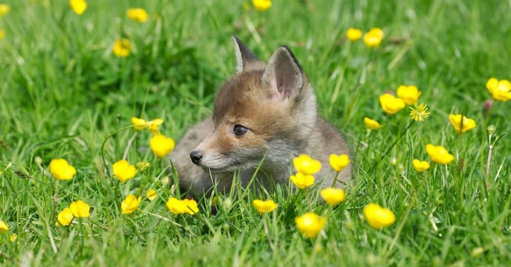 baby-fox-in-a-flowerfield