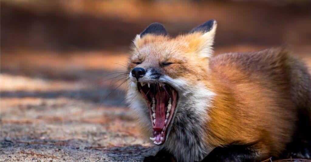 Fox Teeth- จิ้งจอกแดง