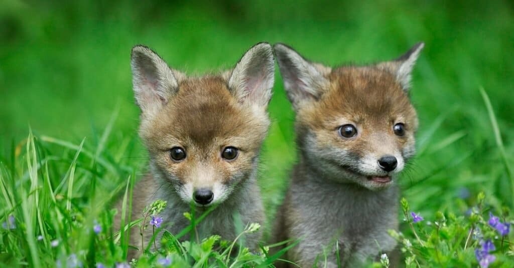 little foxes - two foxes