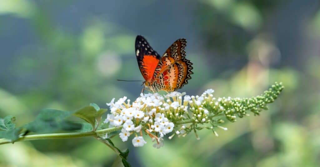 Red lacewing