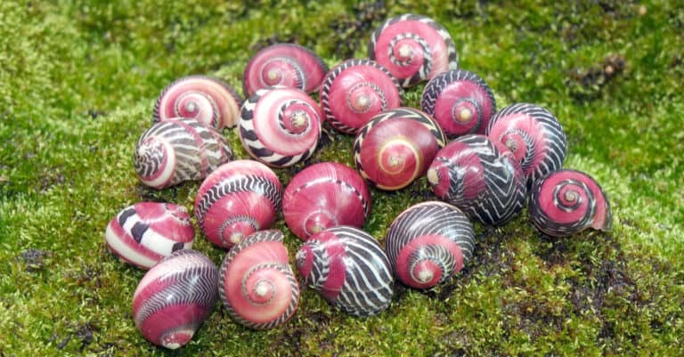 group of red nerite snails