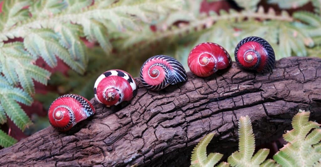 red nerite snails lined up on branch