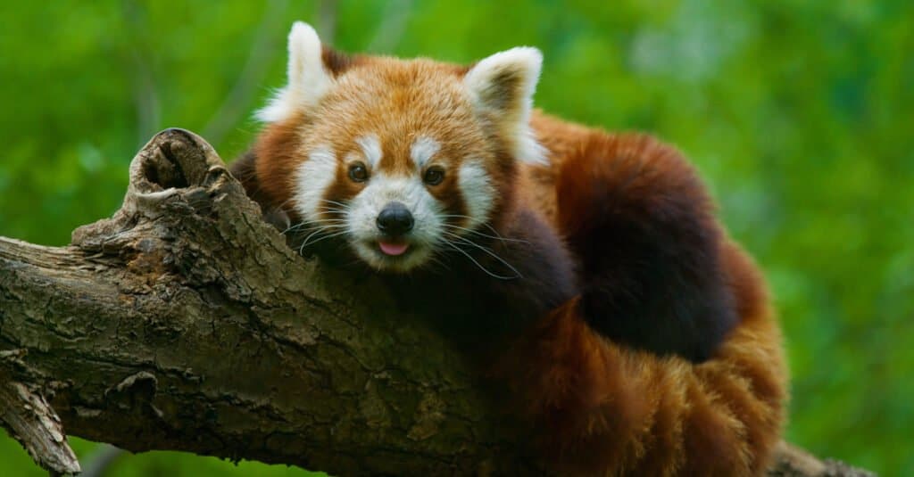 red panda laying on tree with tongue out