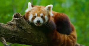 Do Red Pandas Make Good Pets? So Cute but Illegal Picture