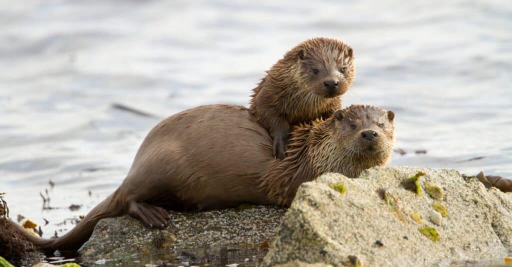 River otters are native to Carmichael Creek, Alabama's most remote location. 