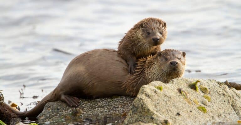 river otter and pup