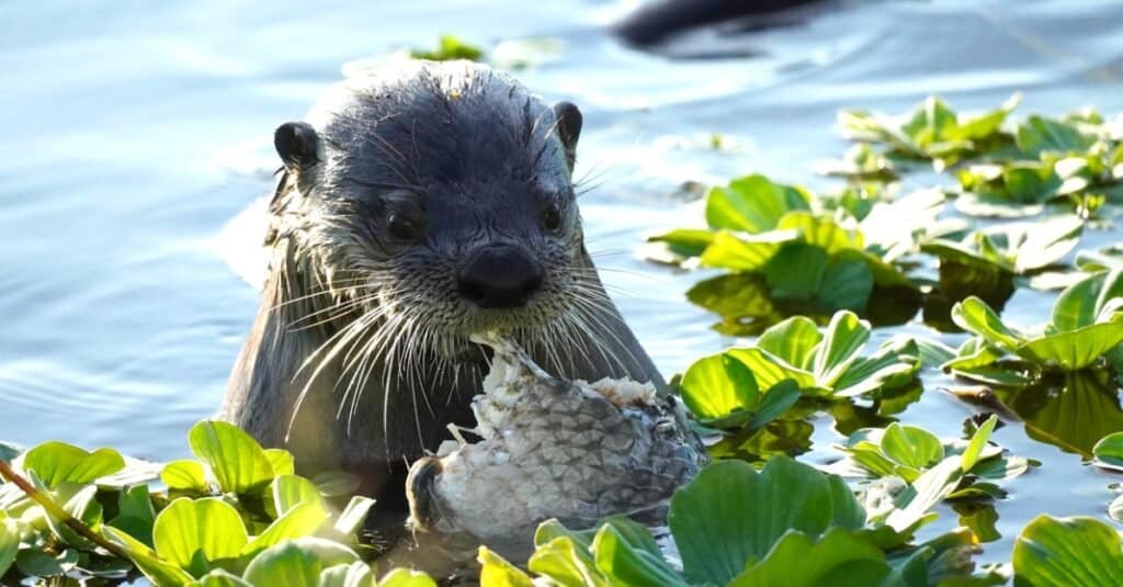 Otter Vs Mink