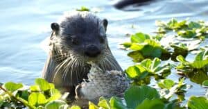 Otter Sneaks Into Hotel Pond and Racks Up Hefty $125,000 Fish Bill Picture
