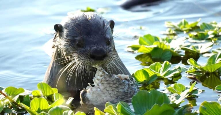 What Do River Otters Eat?