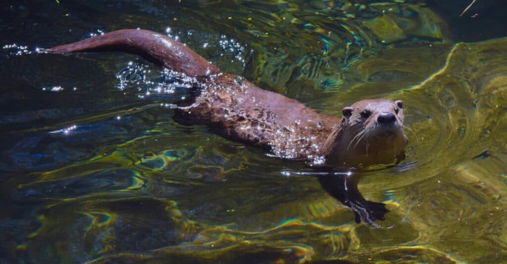 river otter swimming in watermammals of the Mississippi River