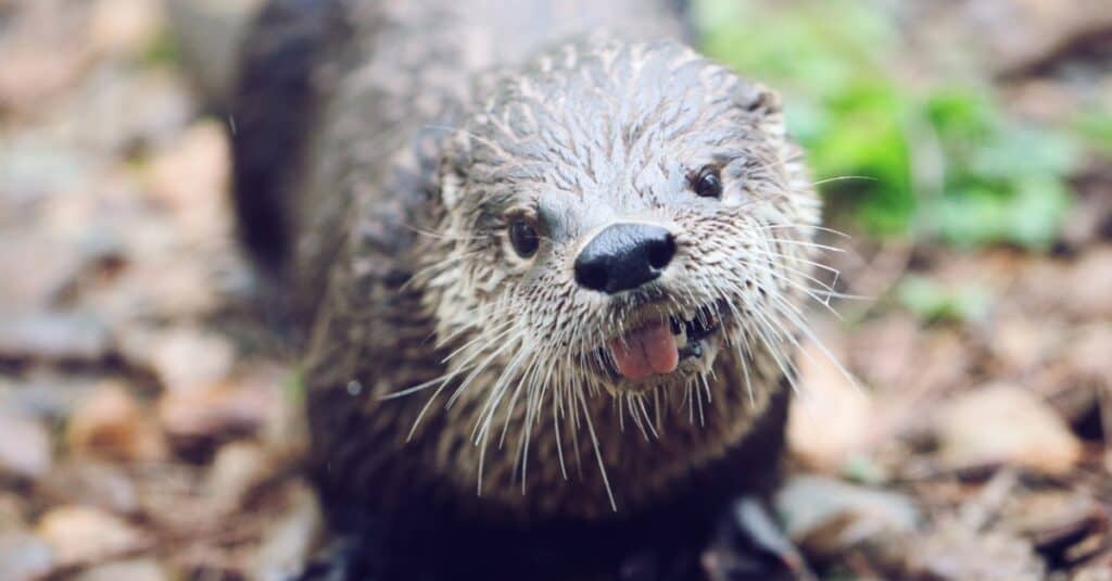 River Otter Outflanks an Unsuspecting Crocodile and Bites Its Tail - A ...