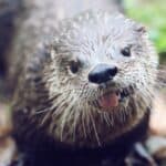 North American river otter