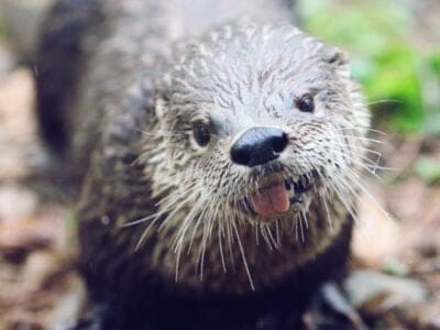 A River Otter