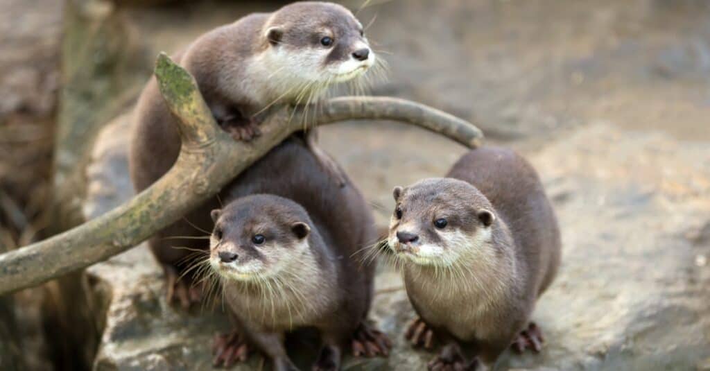 sea otter tracks