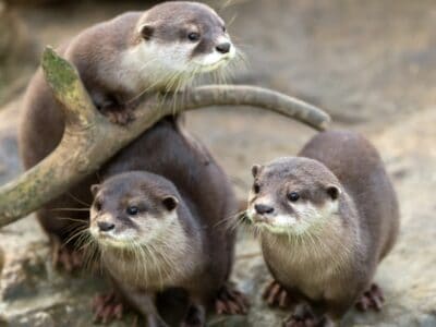 A Otters Prove That ‘No Man Left Behind’ Applies to Them Too