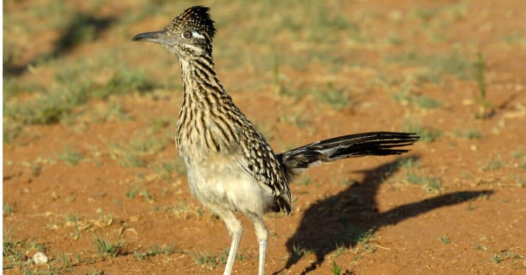 Roadrunner Bird Facts | Geococcyx californianus, Geococcyx velox - AZ  Animals