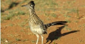 8 Birds That Live in Deserts Picture