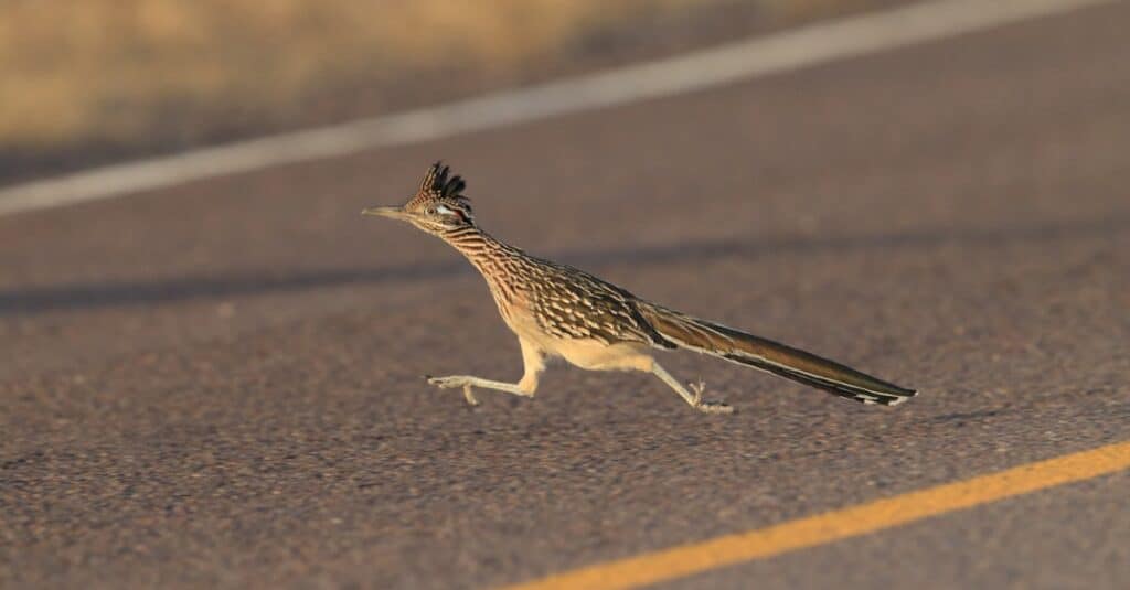 Roadrunner Bird Facts  Geococcyx californianus, Geococcyx velox - A-Z  Animals