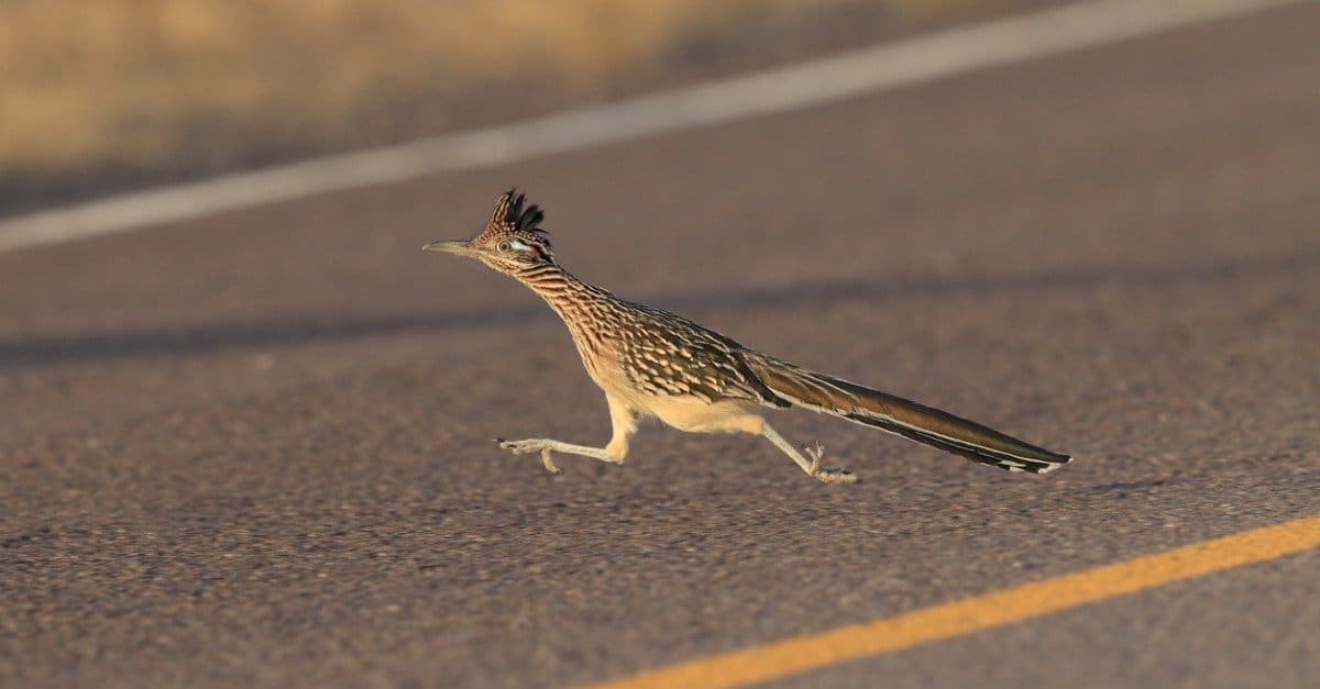 Roadrunner Bird Facts | Geococcyx californianus, Geococcyx velox - AZ  Animals