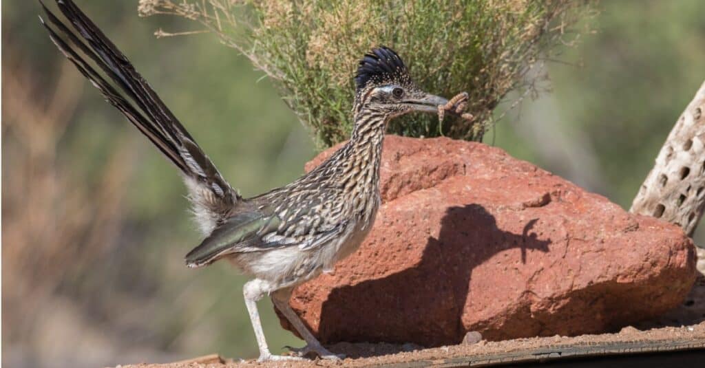 Roadrunner Bird Facts  Geococcyx californianus, Geococcyx velox