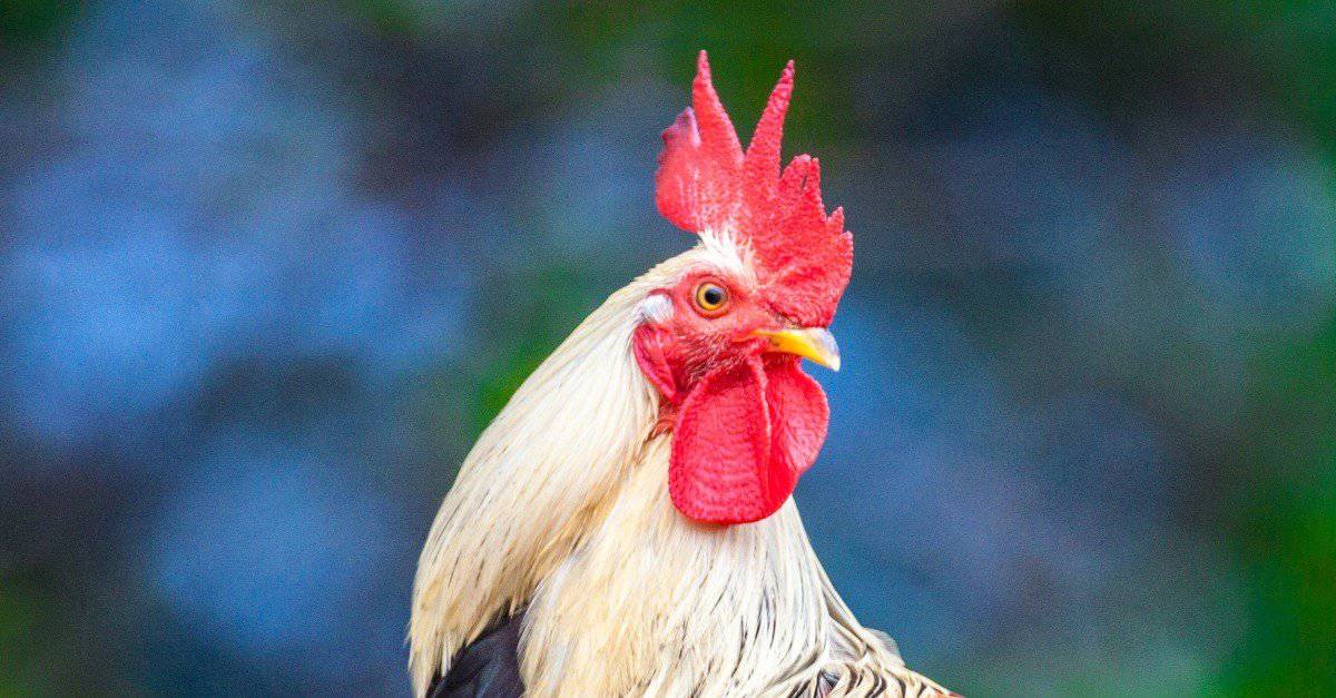 My rooster's feathers are turning white  BackYard Chickens - Learn How to  Raise Chickens