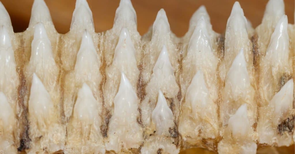 Dents de Megalodon - Rangée de dents de requin