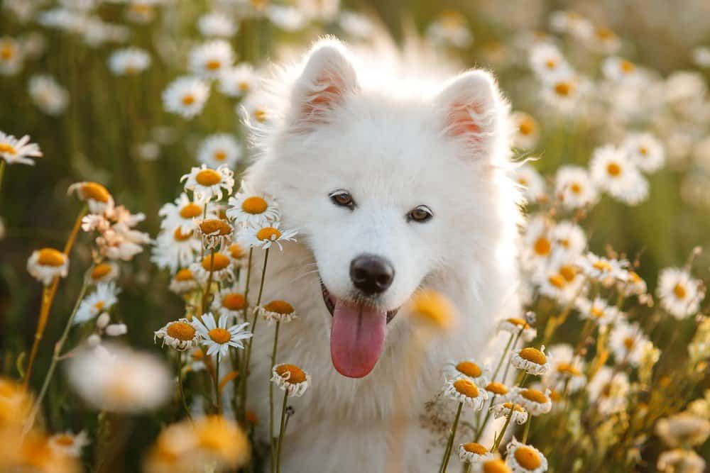 Samoyed sitting in field of flowers