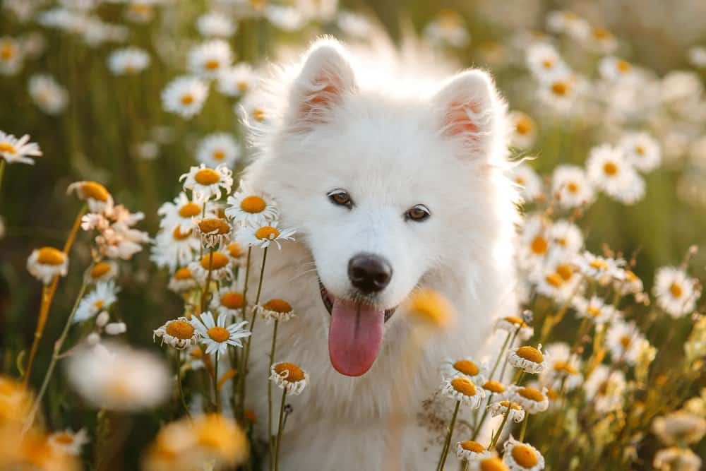 samoyed sitting in field of flowers