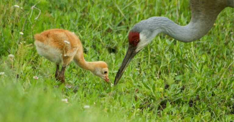 What Do Sandhill Cranes Eat - Sandhill Crane Hunting