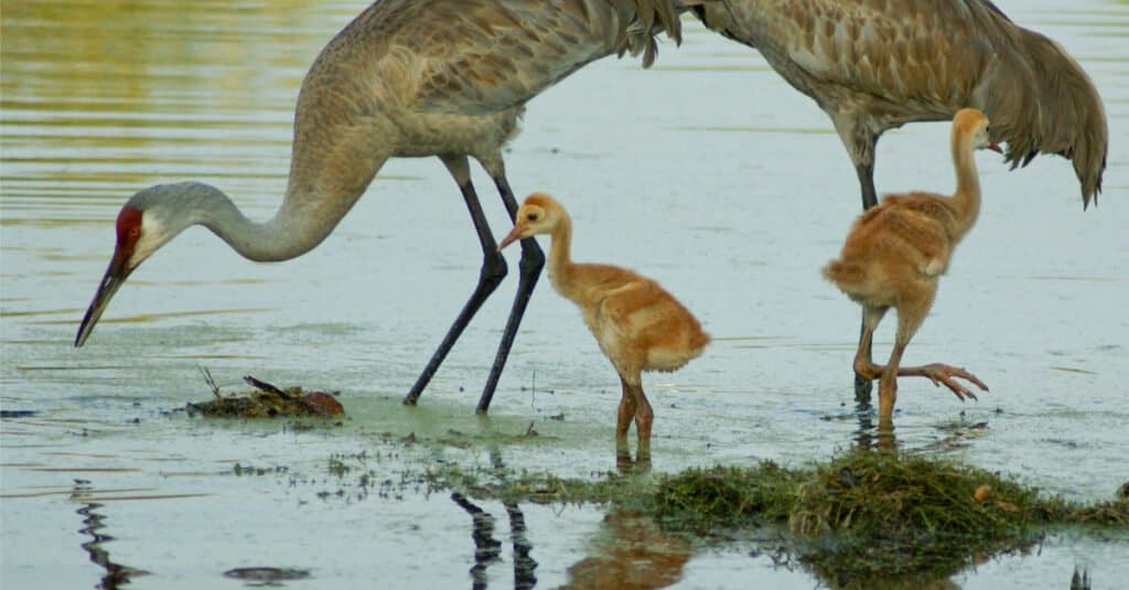 What DO Sandhill Cranes Eat - Family Picture