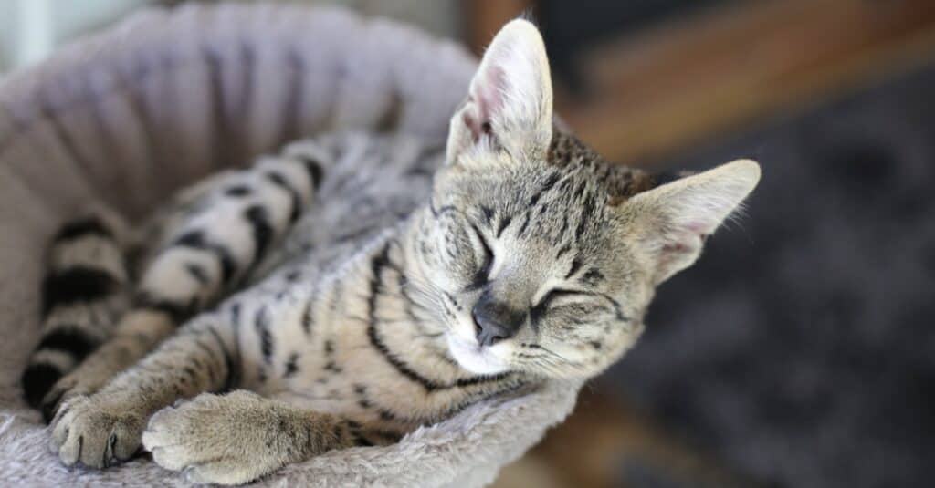 savannah cat sleeping in cat tower