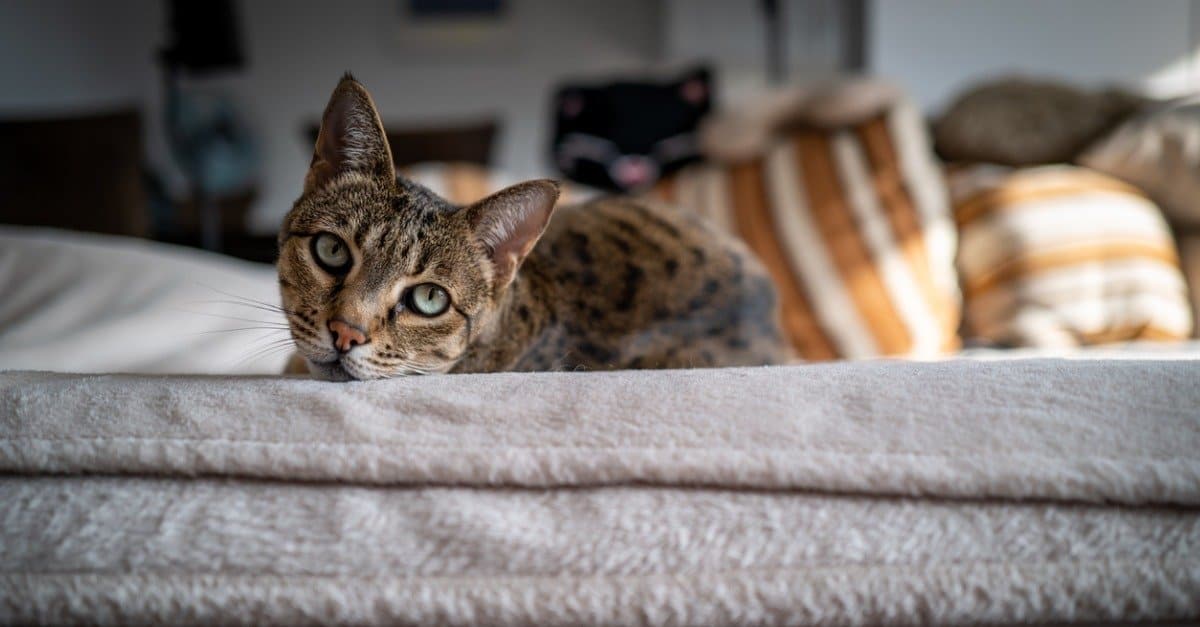 savannah cat laying on bed