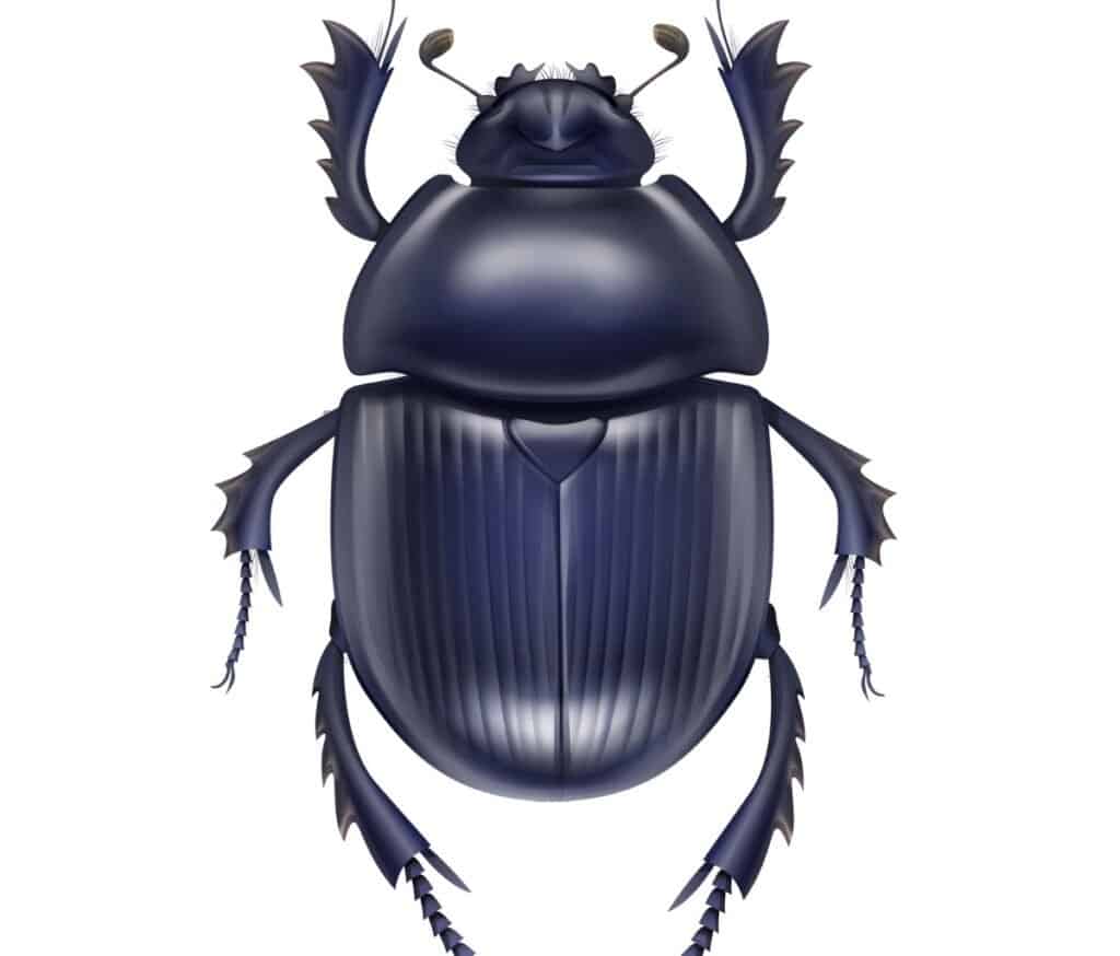 egyptian scarab beetle insect