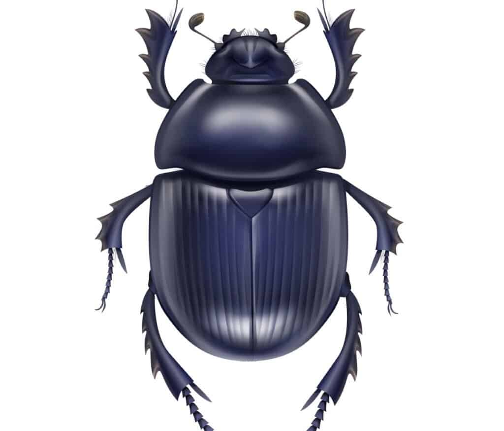 Egyptian Beetle: 10 Facts About Scarabs That Will Surprise You