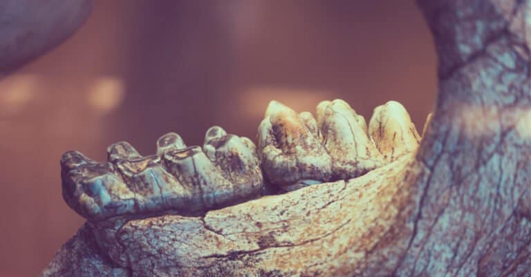 Megalodon Teeth - Science Photos