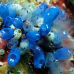 Vase tunicate