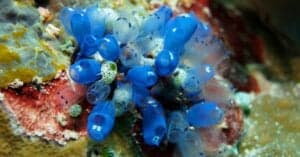 sea squirt in ocean