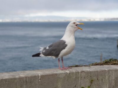 A Herring Gull vs Seagull