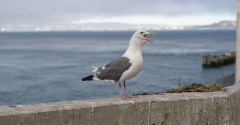 seagull standing on concrete railing